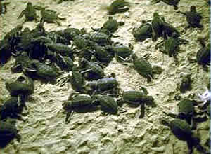 Green sea turtle hatchlings