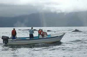 Humpbacks Madagascar