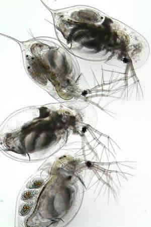 Infected Daphnia