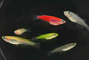 Japanese Killifish