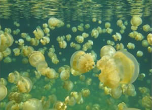 Jellyfish Lake