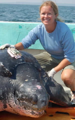 Kara Dodge leatherback turtle new england