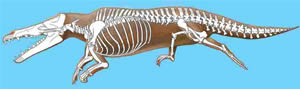 Maiacetus inuu
