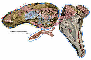 Maiacetus inuus fossil
