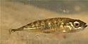 Nine-spinedsticklebacksm