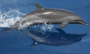 Northeastern Offshore Spotted Dolphin