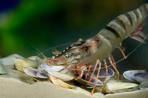 Paneaus monodon Black Tiger Prawn