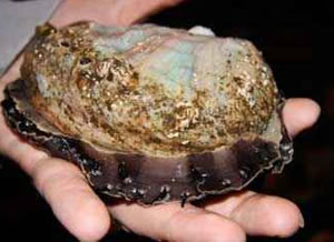 abalone