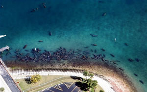 aerial manatee survey florida