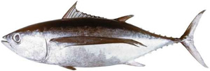 albacore tuna