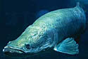 arapaima