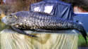 armoredcatfish
