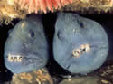 atlanticwolffishsm