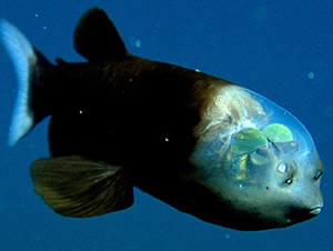 barreleye fish