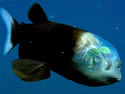 barreleyefishsm