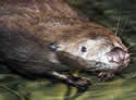 beaver