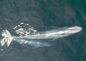 blue whale calf noaa