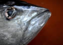 bluefintuna