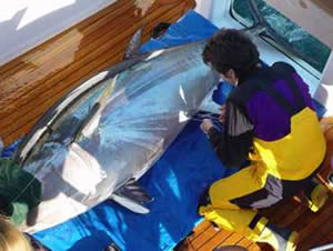 bluefin tuna tag cornell