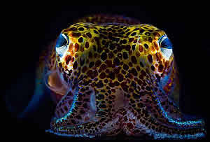 bobtail squid
