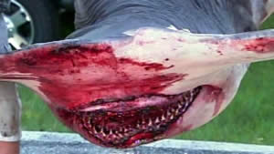 boca grande hammerhead shark