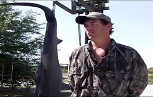 bucky dennis record hammerhead shark boca grande