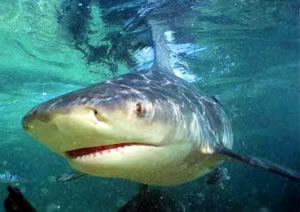 bull shark