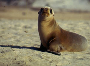 california sea lion pup