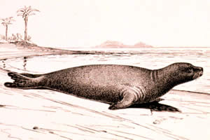 carribean monk seal