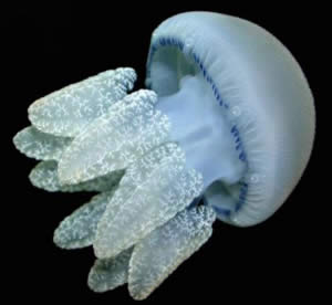 catostylus jellyfish