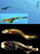 cetomimidwhalefish
