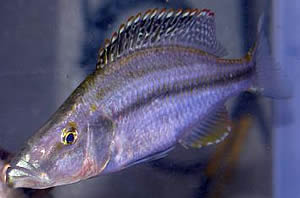 cichlid adult