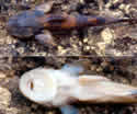 climbingcatfish