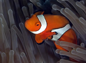clownfish