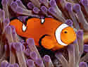 clownfishbars