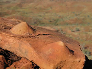 conical stromatolites