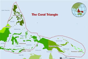 coral triangle indonesia philippines malaysia