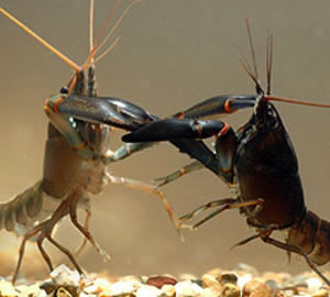 crayfish claw fight