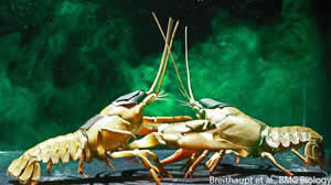 crayfish fight urine female