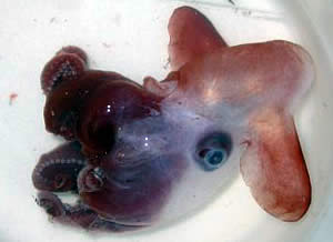 cute dumbo Grimpoteuthis discoveryi
