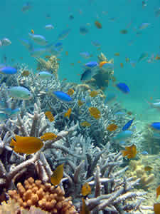 damselfish warming