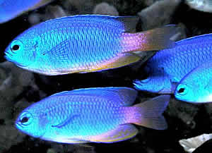 damselfish water warm