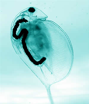 daphnia water flea