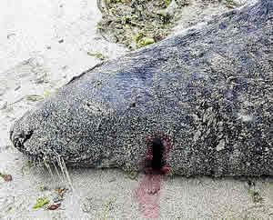dead grey seal salmon