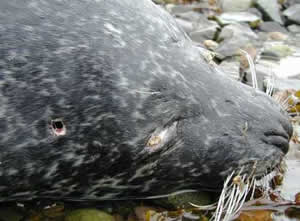 dead grey seal salmon UK