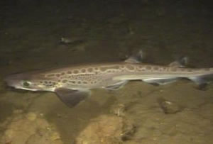 deepwater shark