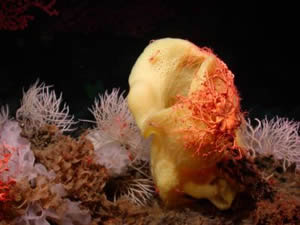 dense grouping sponges Davidson Seamount