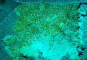 diseased coral head