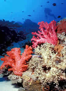 diver coral reef