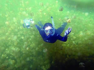 diver in Jellyfish Lake Palau